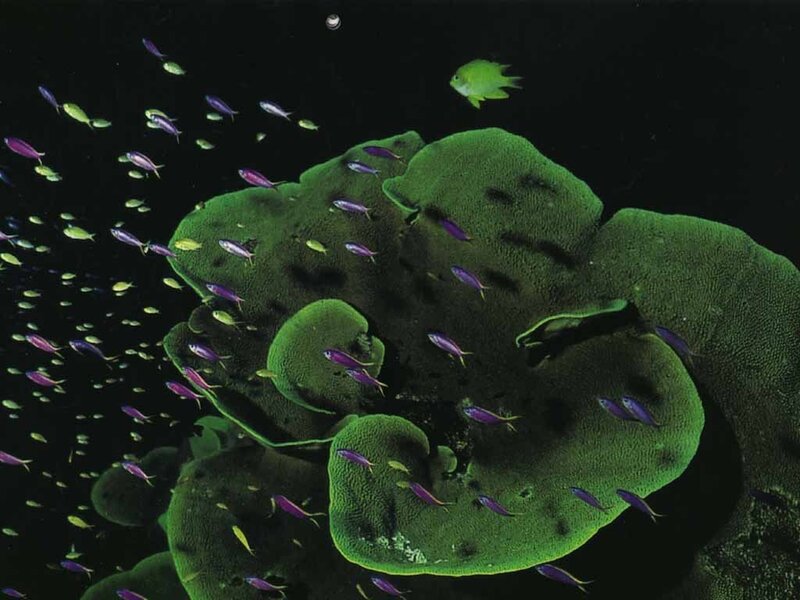 Colorful fish swim near coral