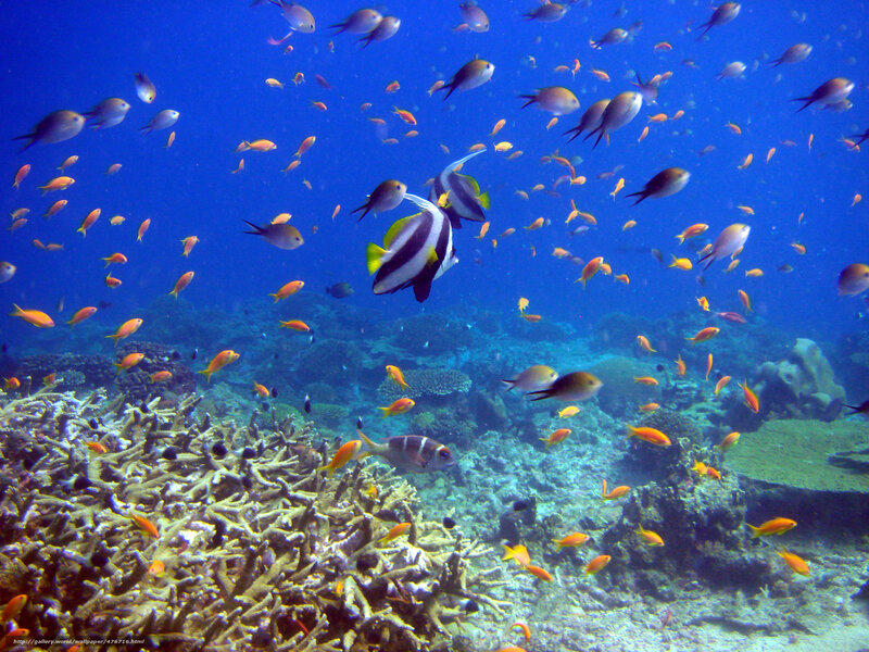 Colorful fish swim over coral reef
