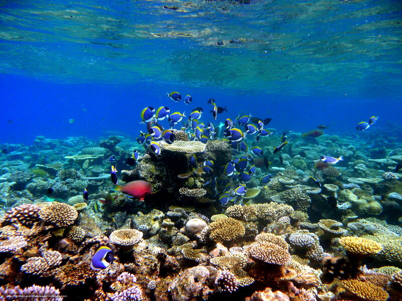 Colorful fish swim over coral reef