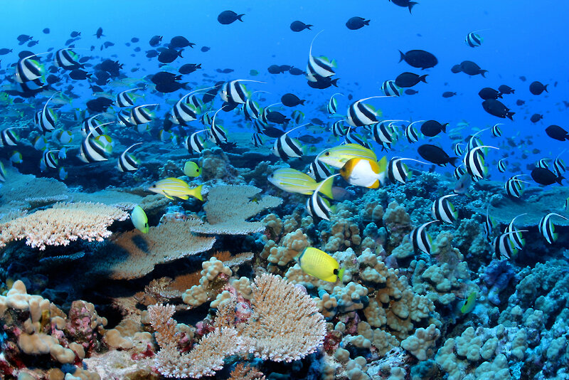 Colorful fish swim over coral reef