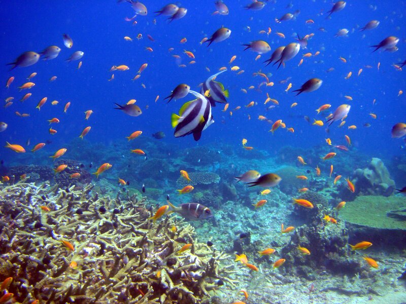 Colorful fish swim over coral reef