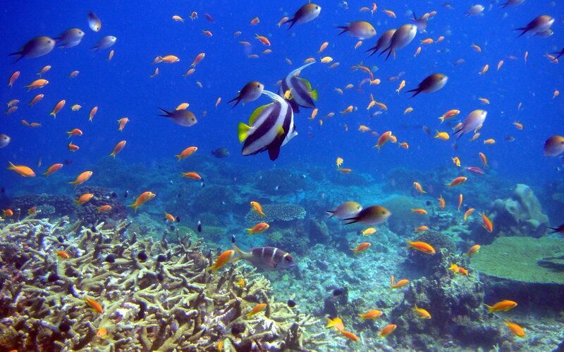 Colorful fish swim over coral reef