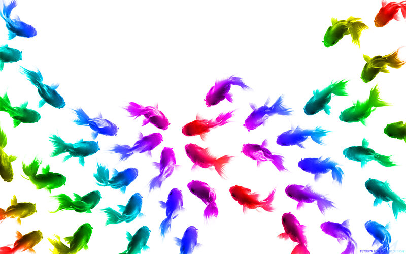 Colorful fish swimming in white