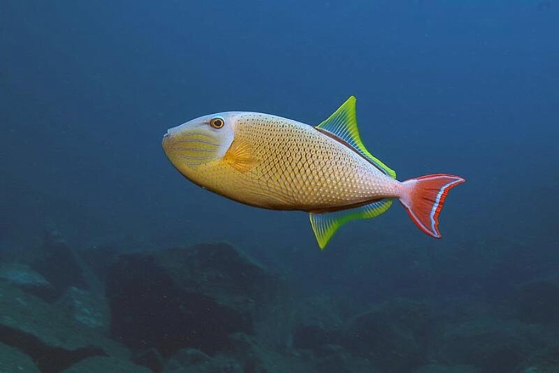 Colorful Fish Swimming