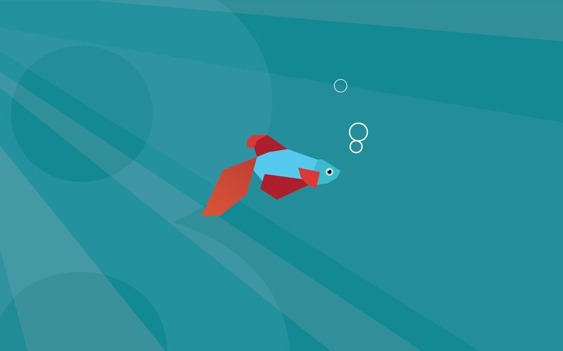 colorful fish swimming underwater