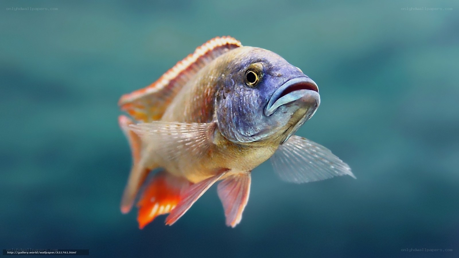 colorful fish swimming underwater
