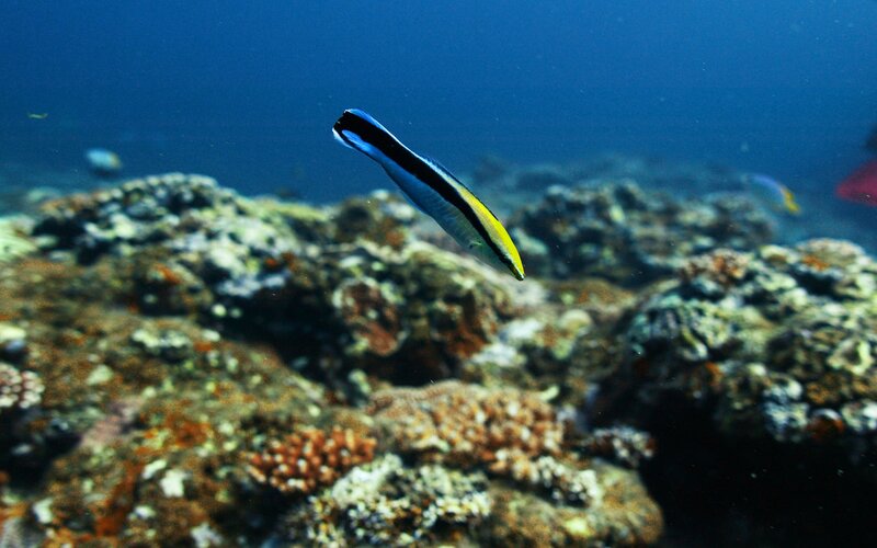 Colorful fish swims over coral reef