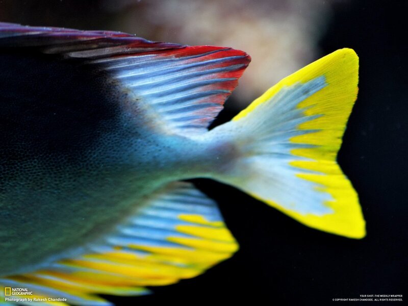 Colorful fish tail close-up