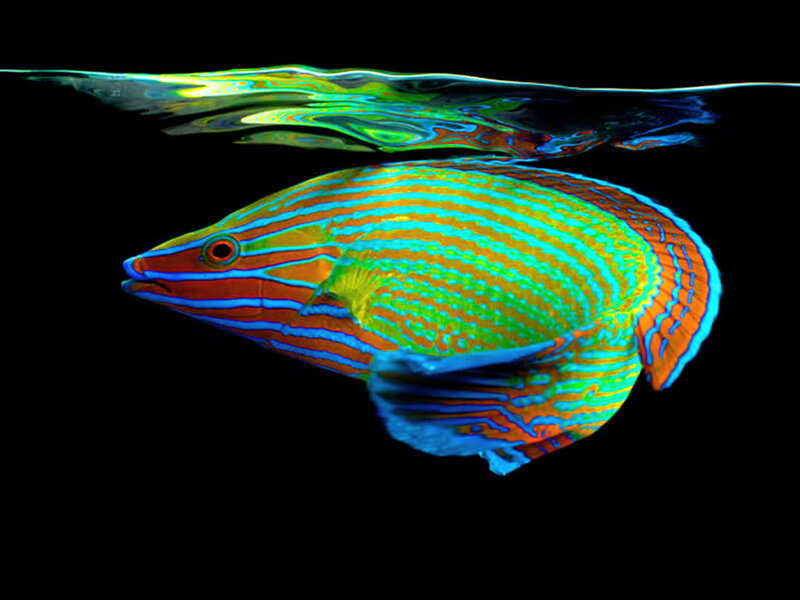 Colorful Fish Underwater — Blue