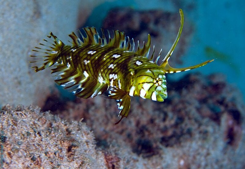 Colorful fish with spiky fins