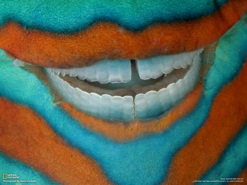 Colorful fish with teeth