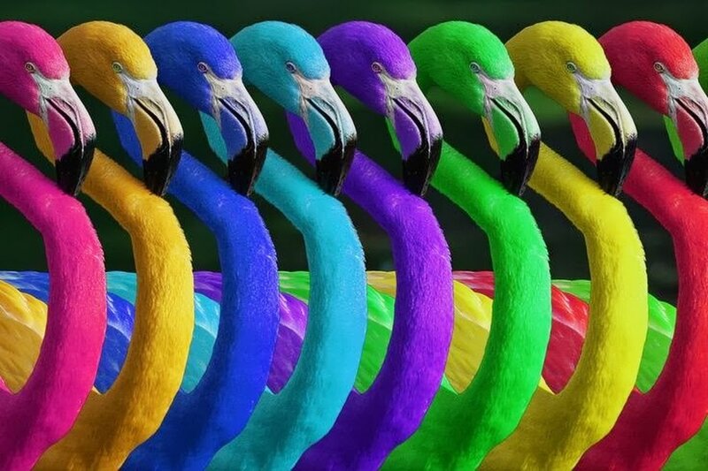 Colorful Flamingos