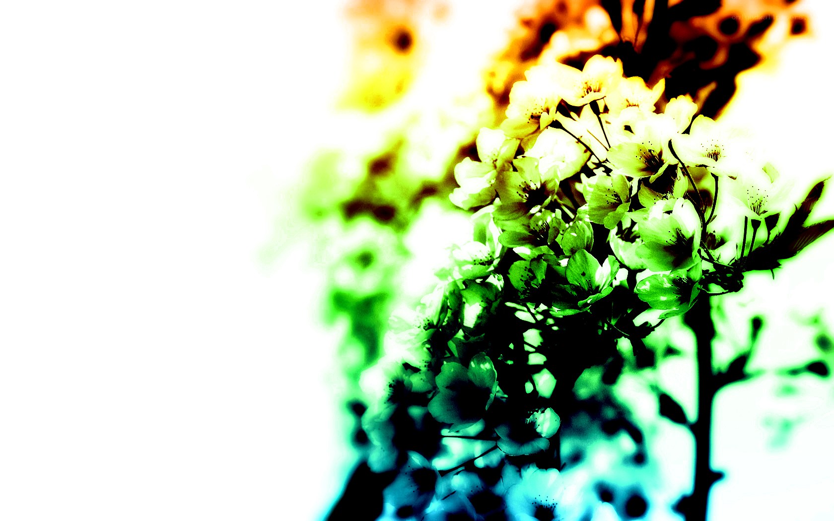 colorful floral abstract