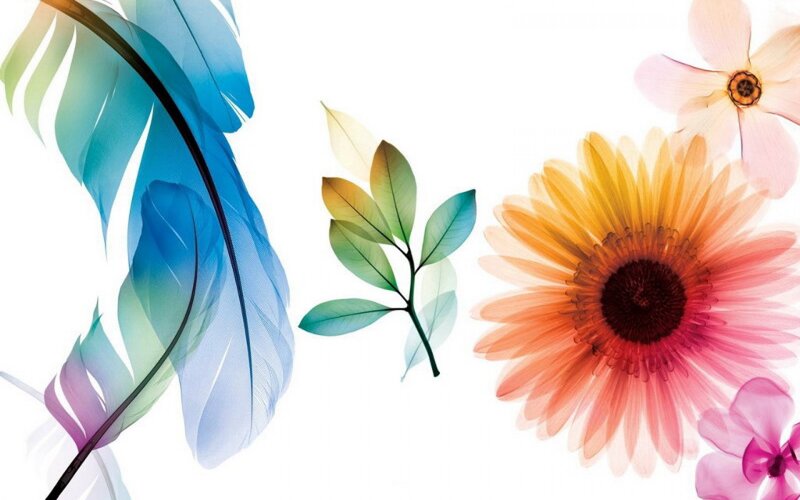 colorful floral and feather art