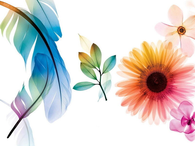 colorful floral and feather art