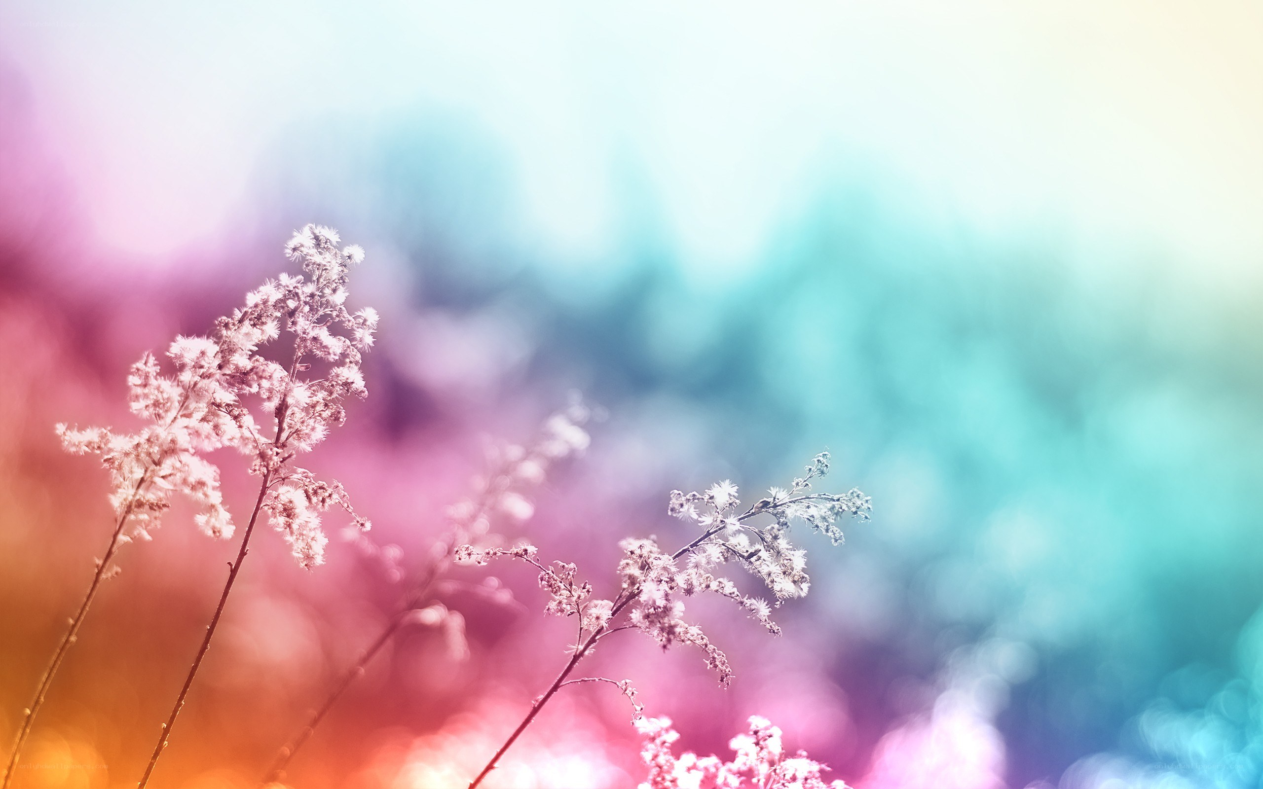 colorful floral bokeh