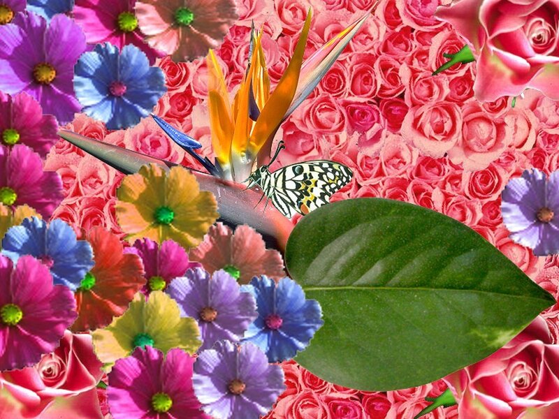 Colorful floral collage with bird of paradise