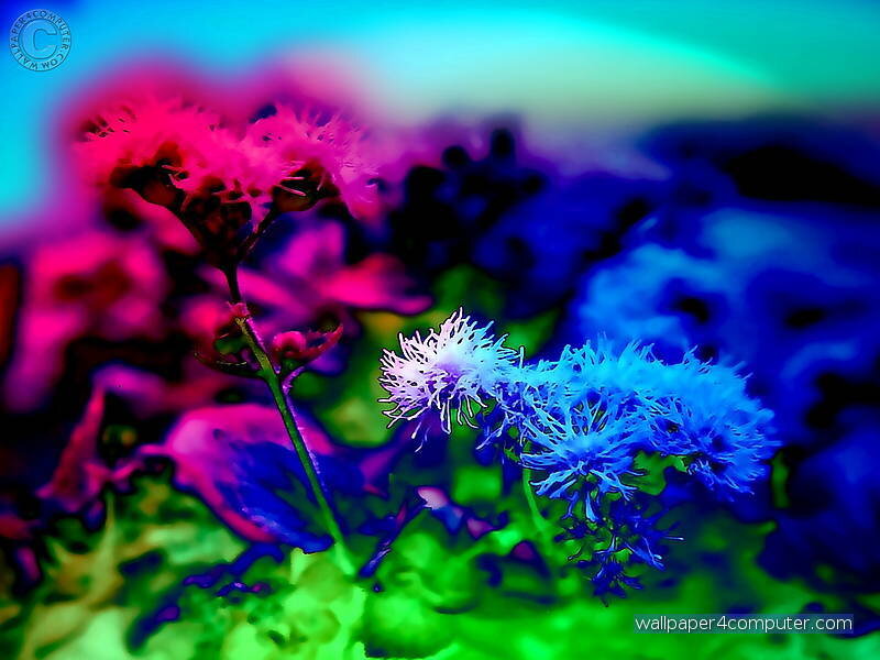 Colorful flower abstract
