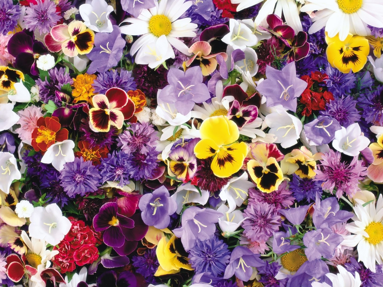 Colorful flower arrangement