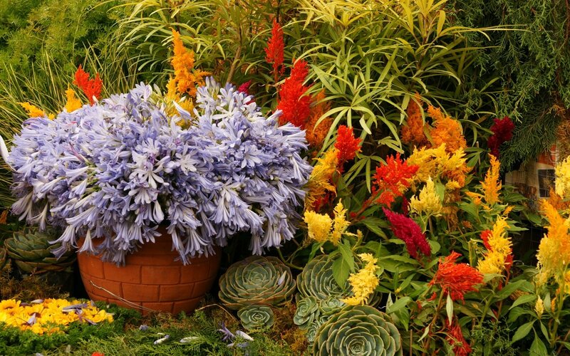 Colorful flower arrangement