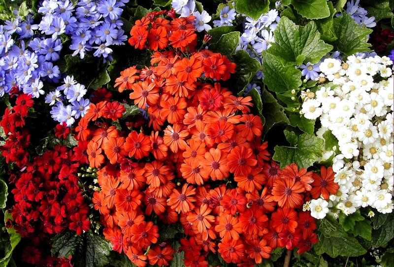 Colorful flower arrangement