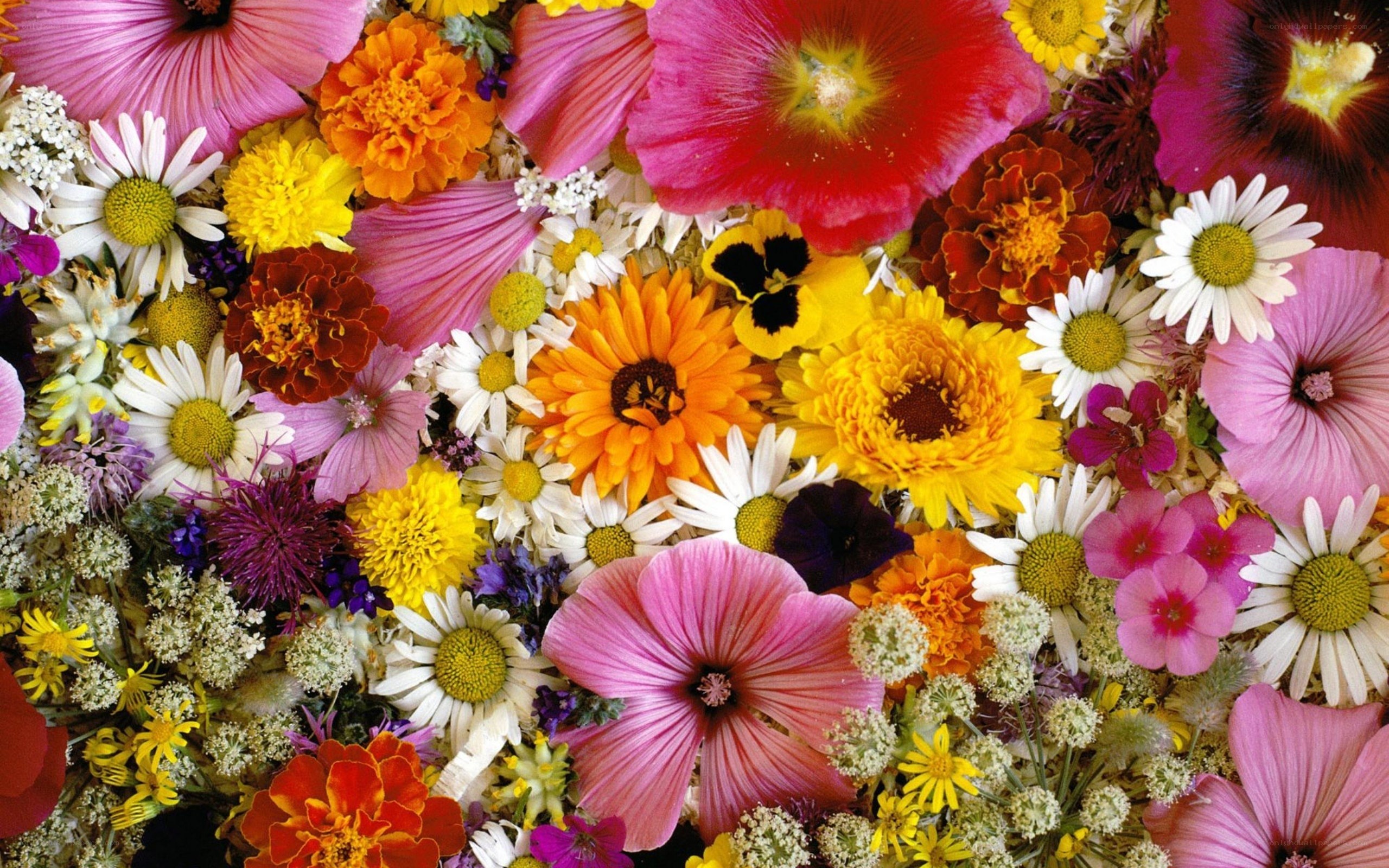 Colorful flower arrangement