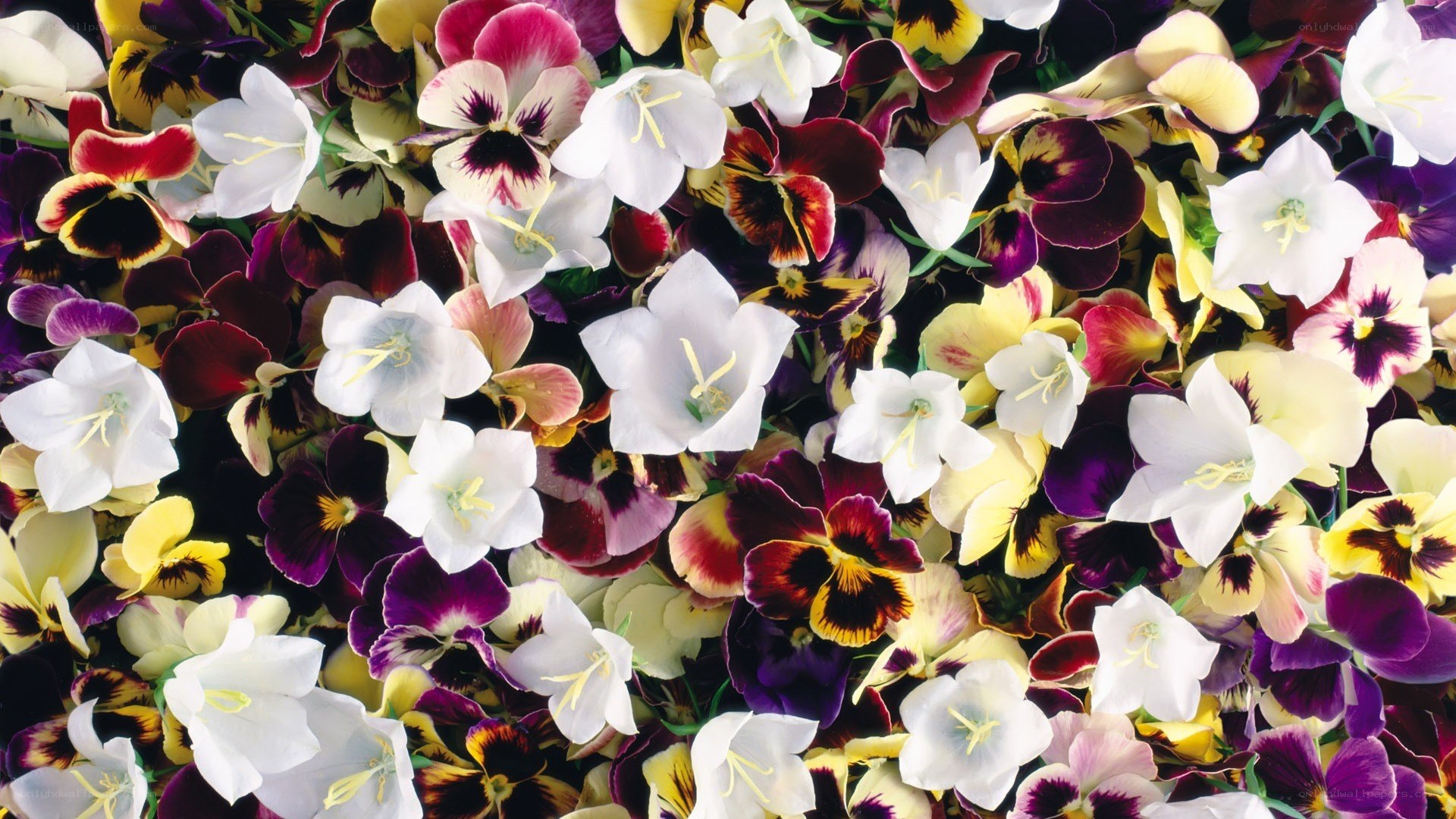 colorful flower arrangement