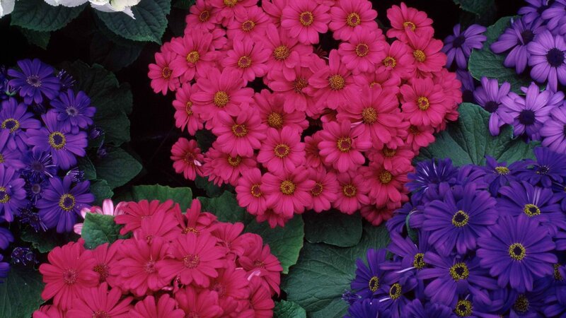 Colorful flower arrangement