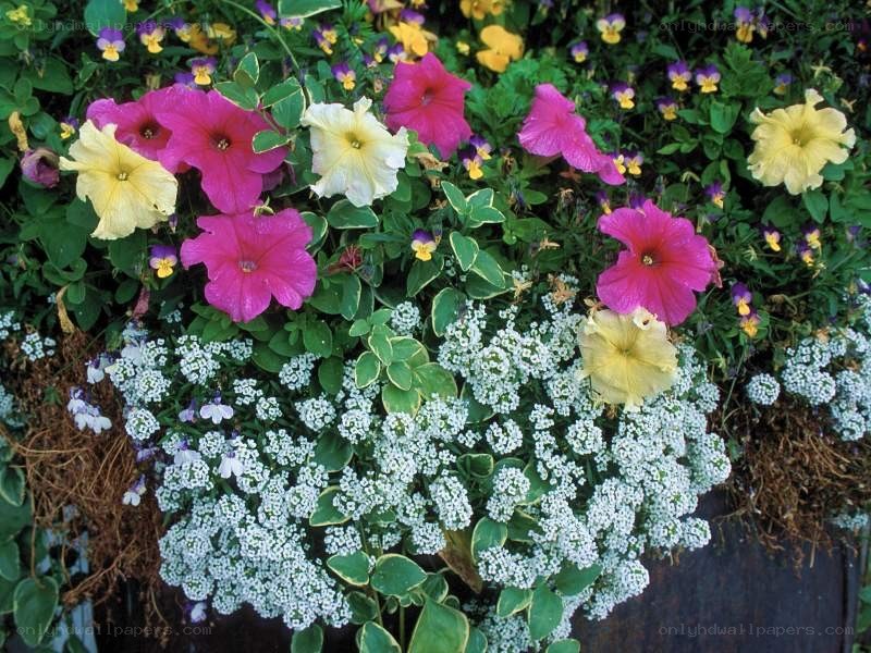 colorful flower arrangement