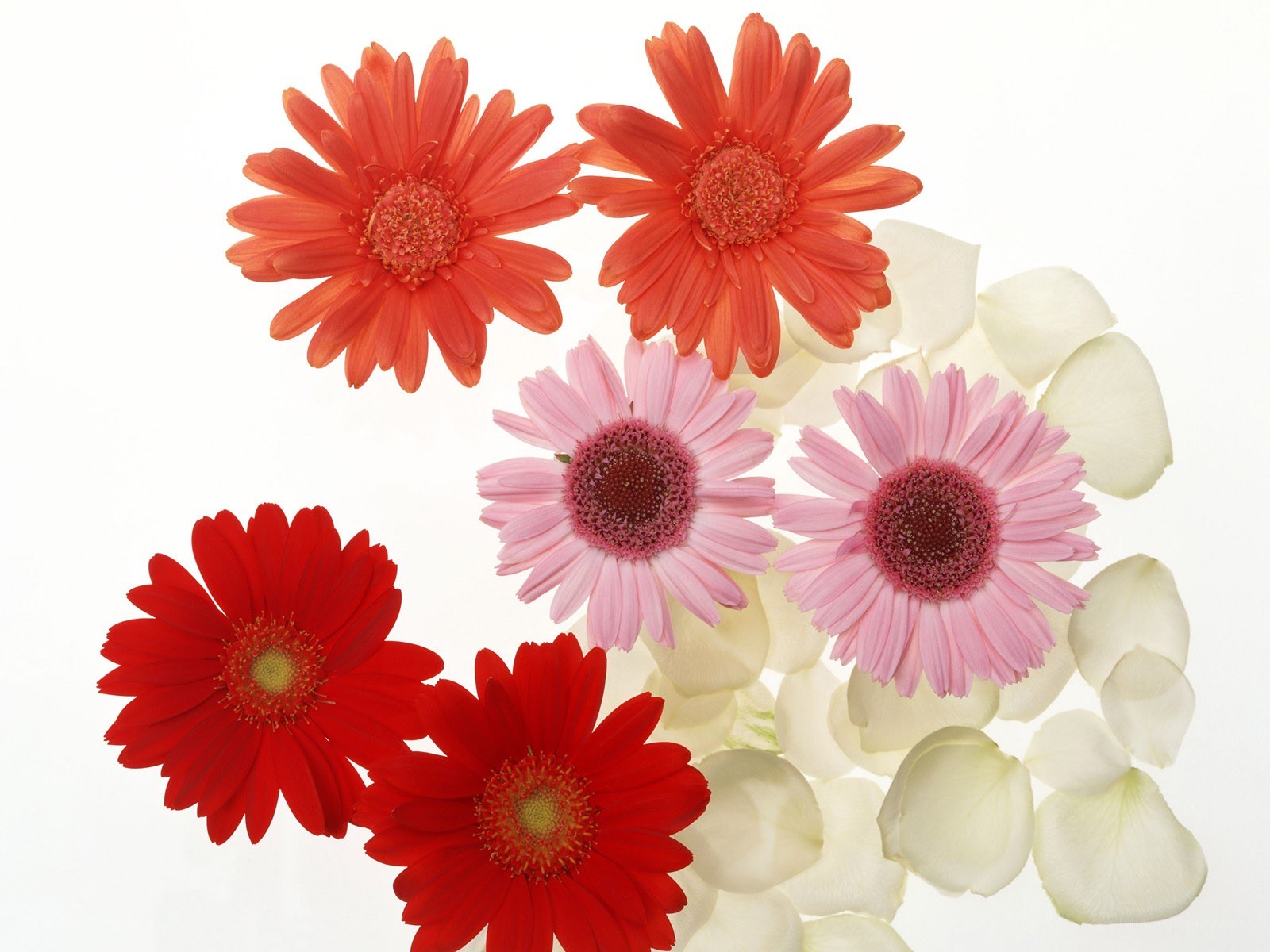 Colorful flower arrangement