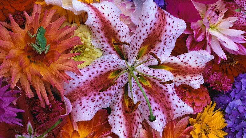 colorful flower arrangement