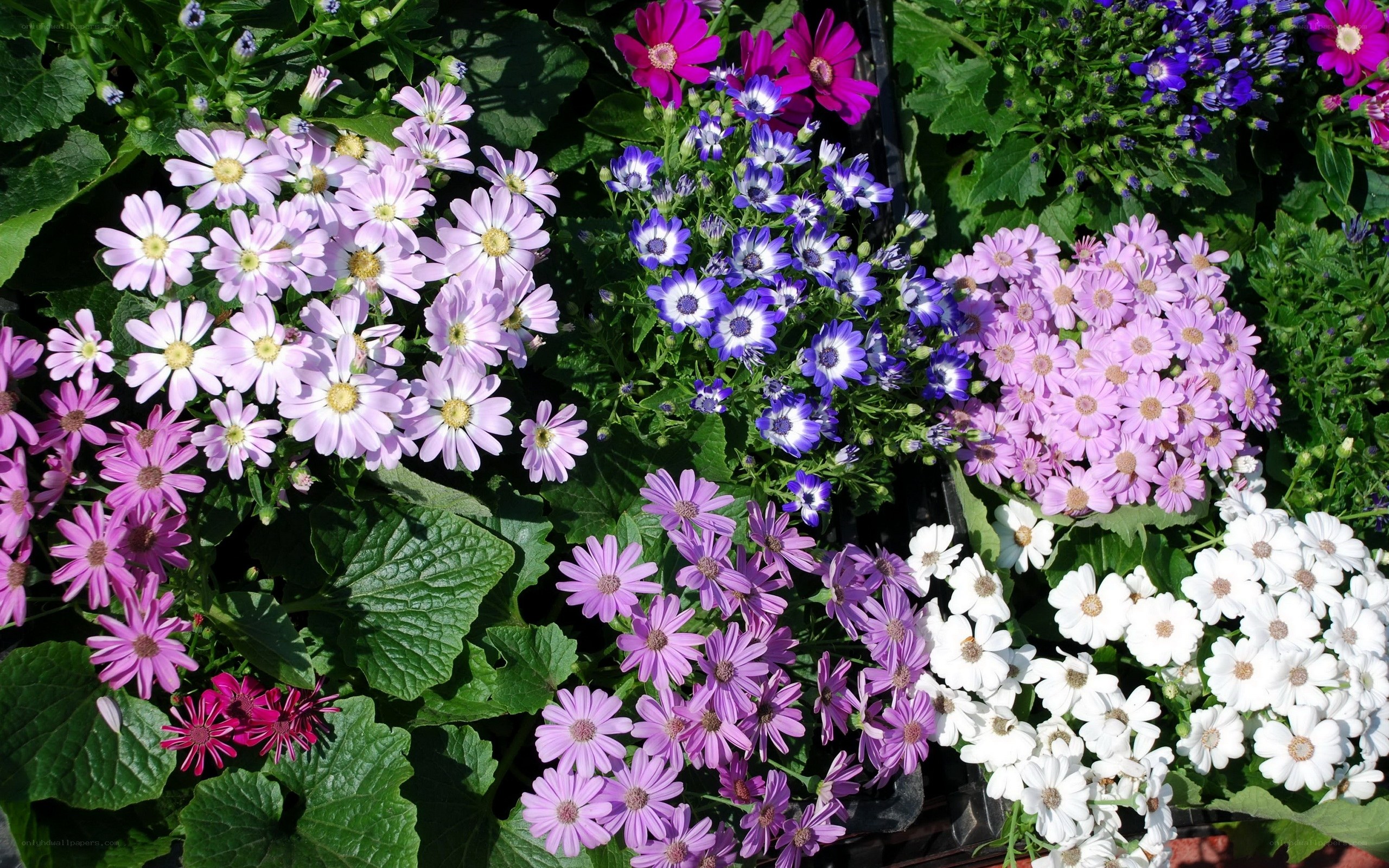 Colorful flower arrangement