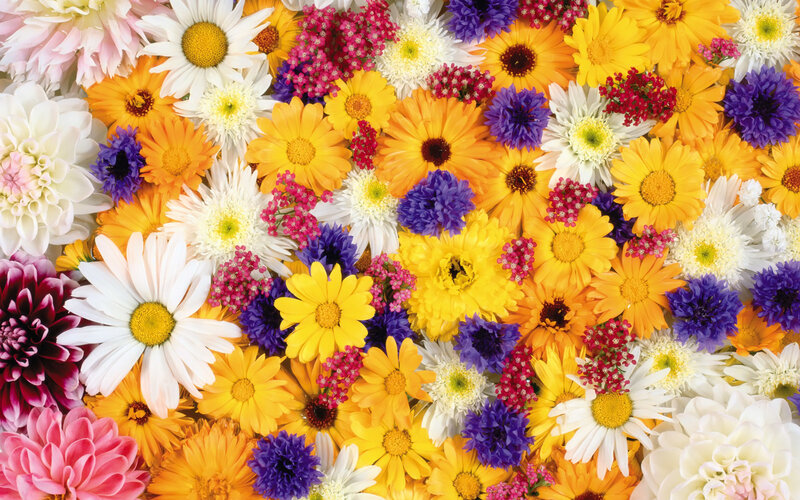 Colorful flower arrangement