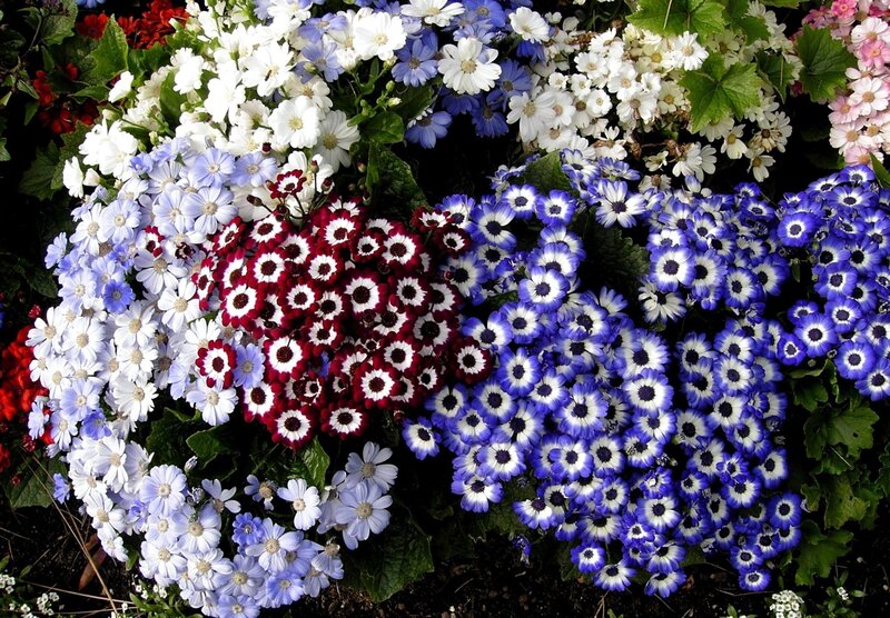 Colorful Flower Arrangement — Blue, Vibrant, Spring