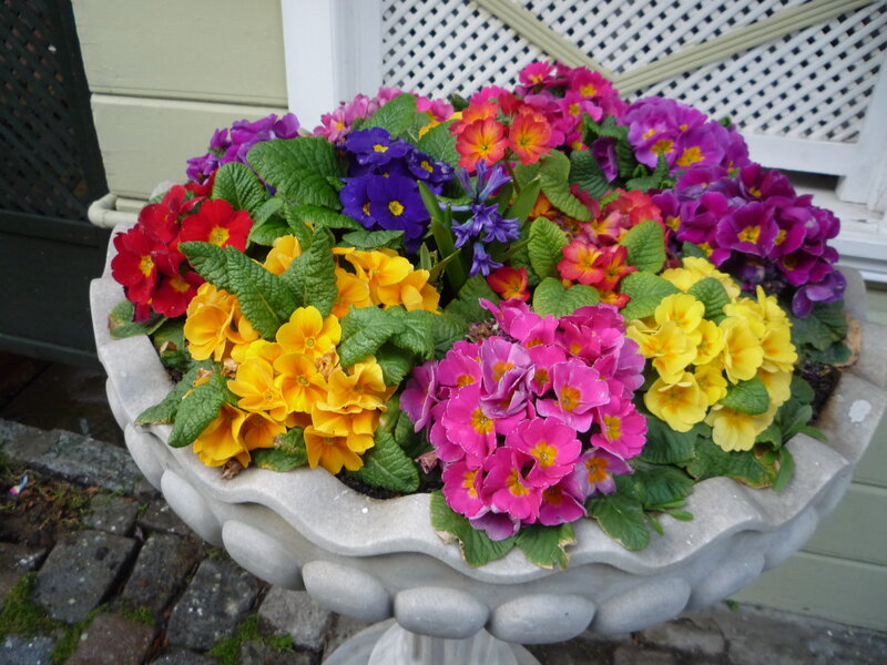 Colorful flower arrangement in a planter