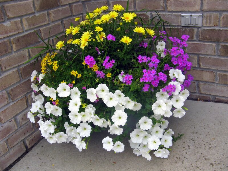 colorful flower arrangement in planter