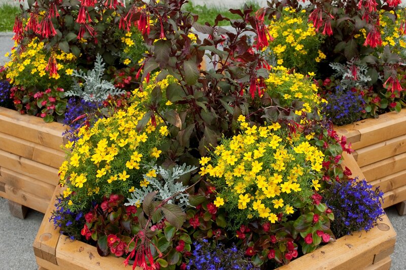 Colorful flower arrangement in planter