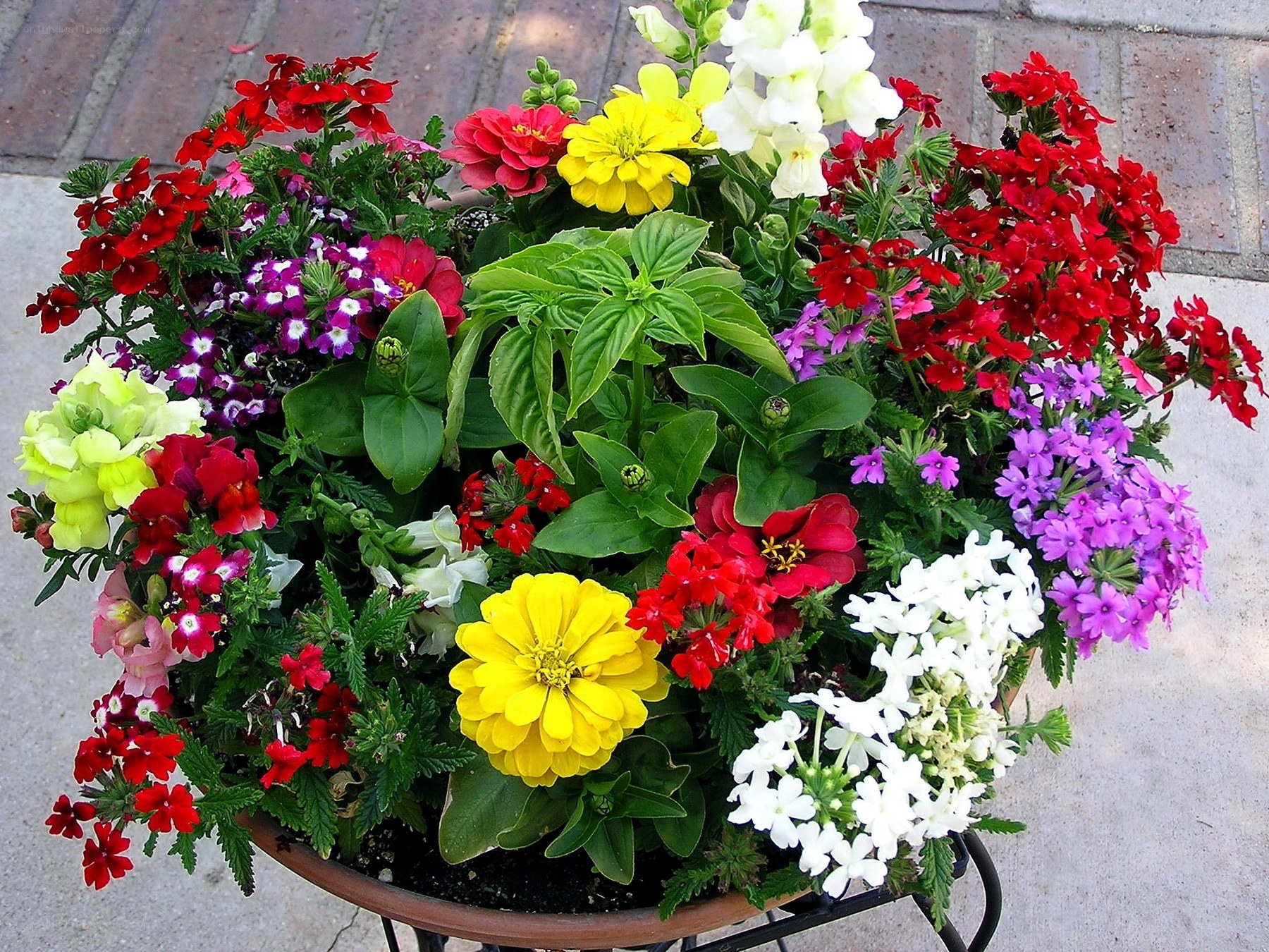 colorful flower arrangement in pot