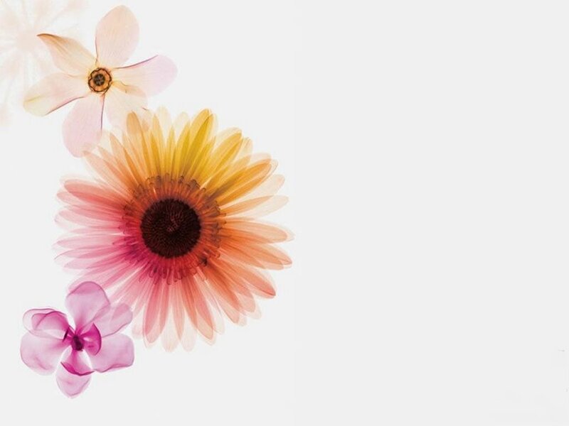 Colorful Flower Arrangement — Pink, Serene, Digital Art