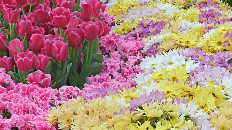 Colorful Flower Arrangement — Pink, Vibrant, Spring