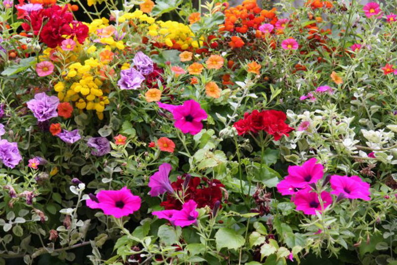 Colorful Flower Arrangement — Pink, Vibrant, Summer, Photograph