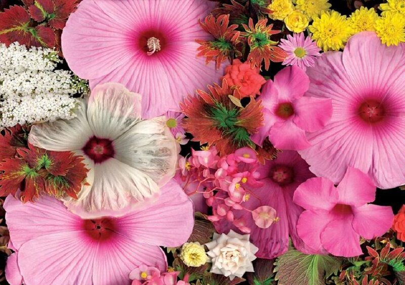 Colorful Flower Arrangement — Pink, Vibrant, Summer