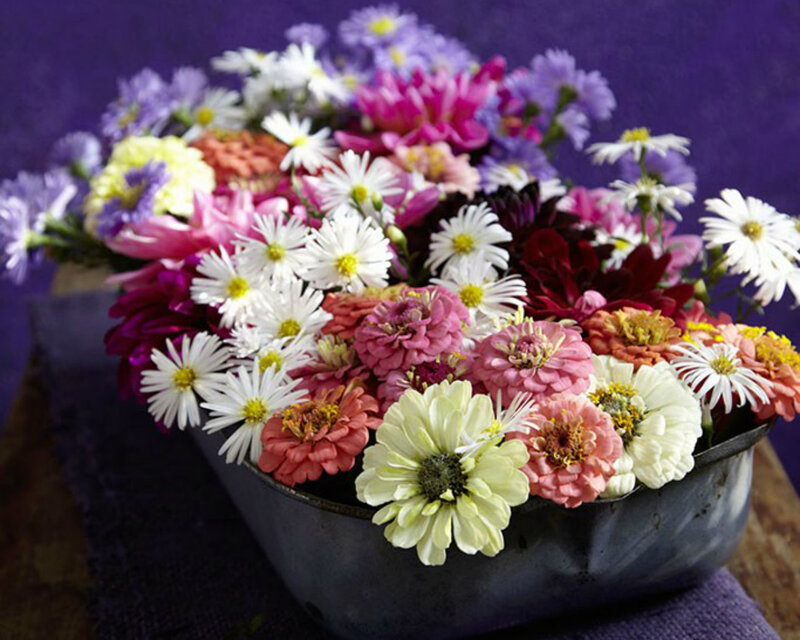 Colorful Flower Arrangement — Purple, Calm, Photograph