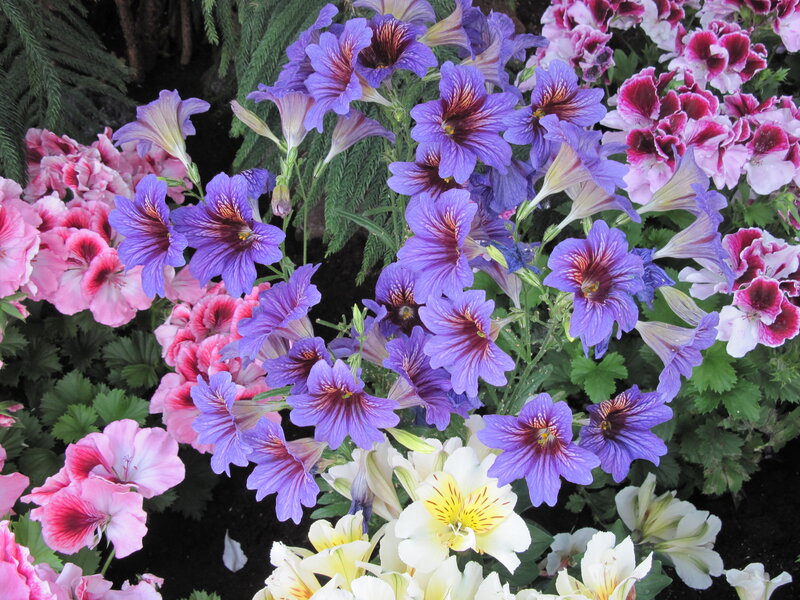 Colorful Flower Arrangement — Purple, Vibrant, Spring, Photograph
