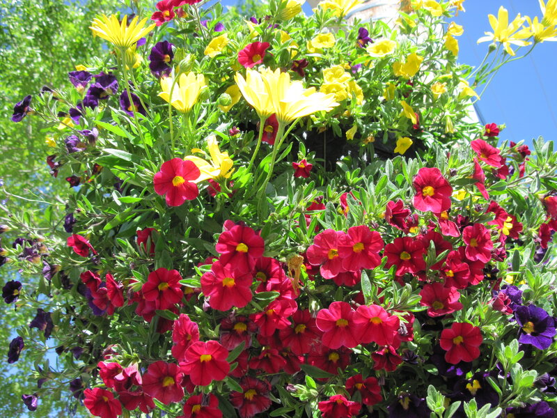 Colorful Flower Arrangement — Red, Vibrant, Afternoon, Photograph, Flowers