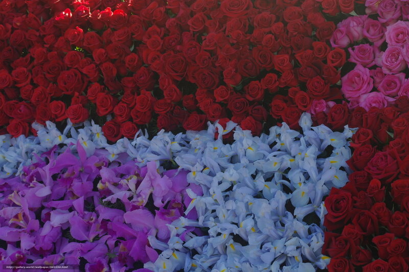 Colorful Flower Arrangement — Red, Vibrant, Photograph, Roses, Irises