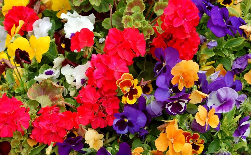 Colorful Flower Arrangement — Red, Vibrant, Spring, Photograph