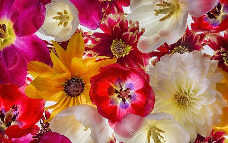 Colorful Flower Arrangement — Red, Vibrant, Spring