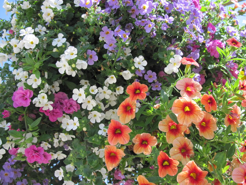 Colorful Flower Arrangement — White, Vibrant