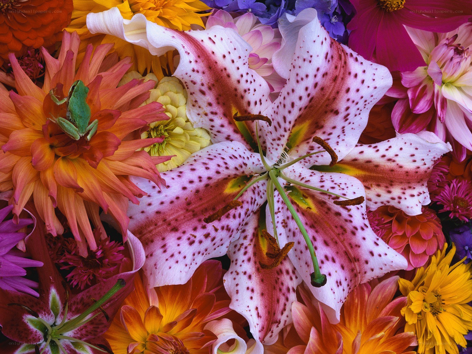 Colorful flower arrangement with frog